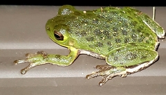 Hyla gratiosa