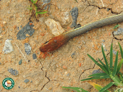 Chironius quadricarinatus