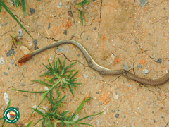 Chironius quadricarinatus