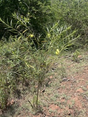 Gomphocarpus fruticosus fruticosus