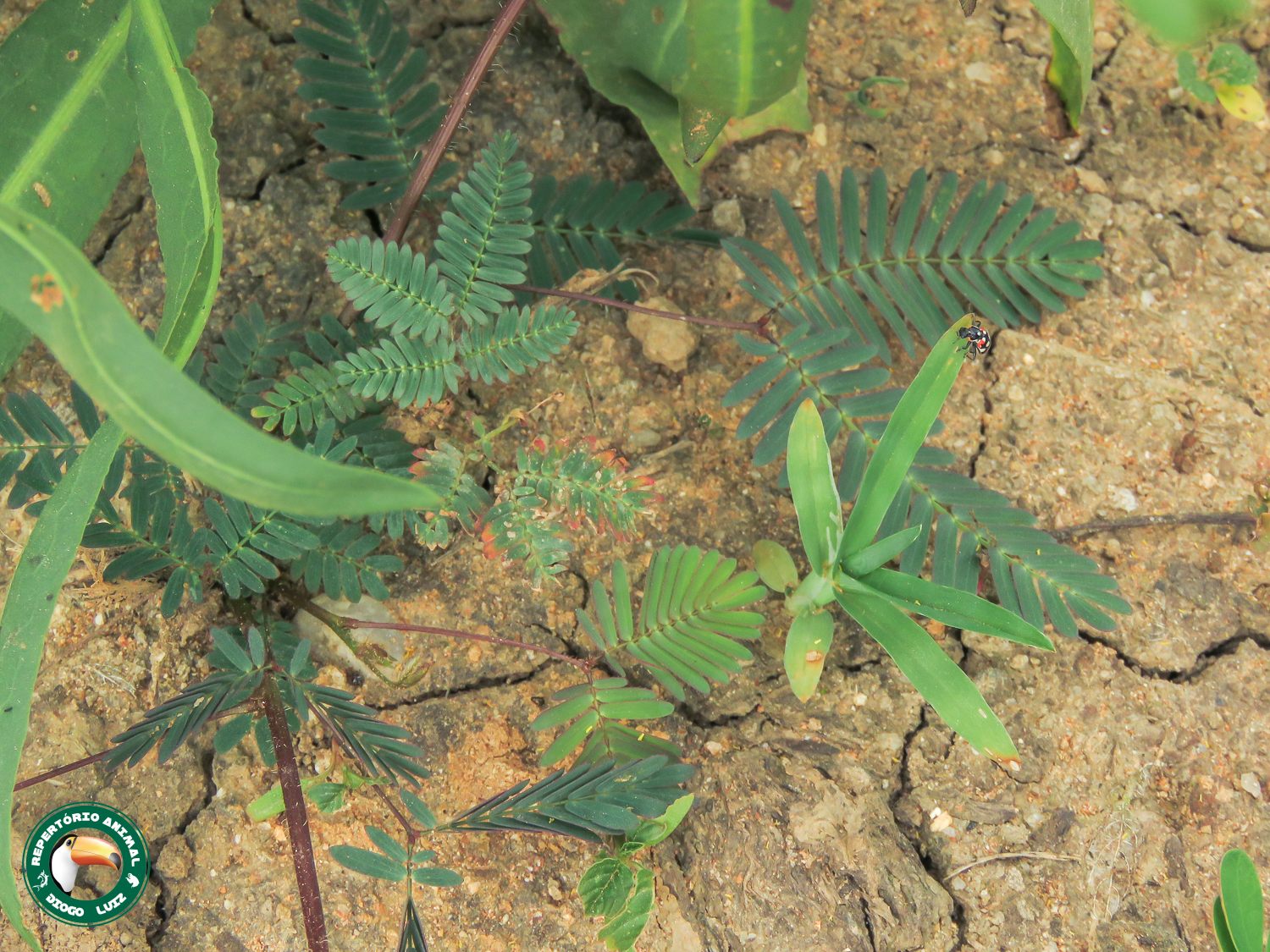 Mimosa pudica
