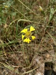 Gaillardia aestivalis