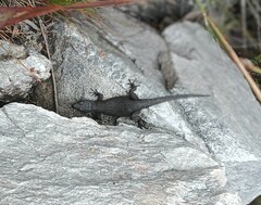 Hemicordylus capensis