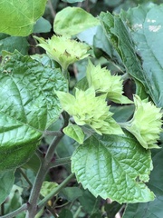 Clerodendrum canescens