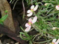 Stylidium uniflorum