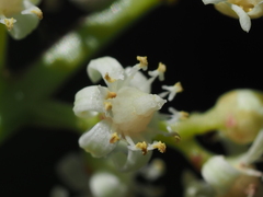 Buchanania arborescens