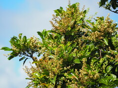 Buchanania arborescens