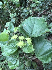 Clerodendrum canescens