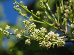 Buchanania arborescens