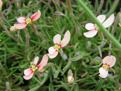 Stylidium uniflorum