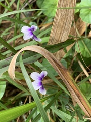 Viola hederacea