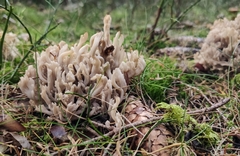 Clavulina rugosa