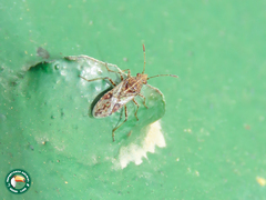 Hemiptera