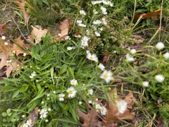 Erigeron strigosus