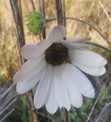 Dimorphotheca pluvialis
