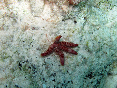 Ophidiaster guildingi