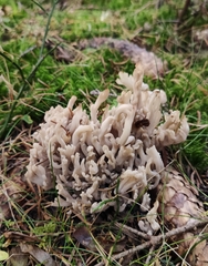 Clavulina rugosa