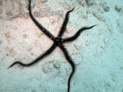 Ophiocoma echinata