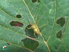 Thaumasia