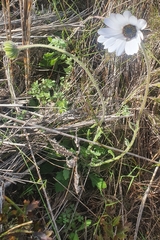 Dimorphotheca pluvialis