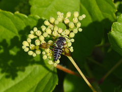 Coelioxys octodentatus