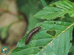 Lagria villosa