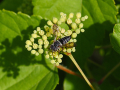 Coelioxys octodentatus