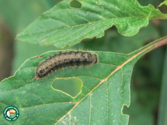 Lagria villosa