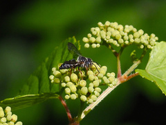Coelioxys octodentatus