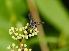 Coelioxys octodentatus