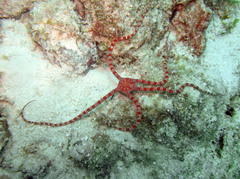 Ophioderma rubicunda
