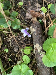 Viola hederacea