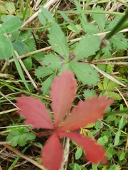 Potentilla reptans