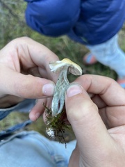 Psilocybe