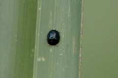 Hemisphaerota cyanea