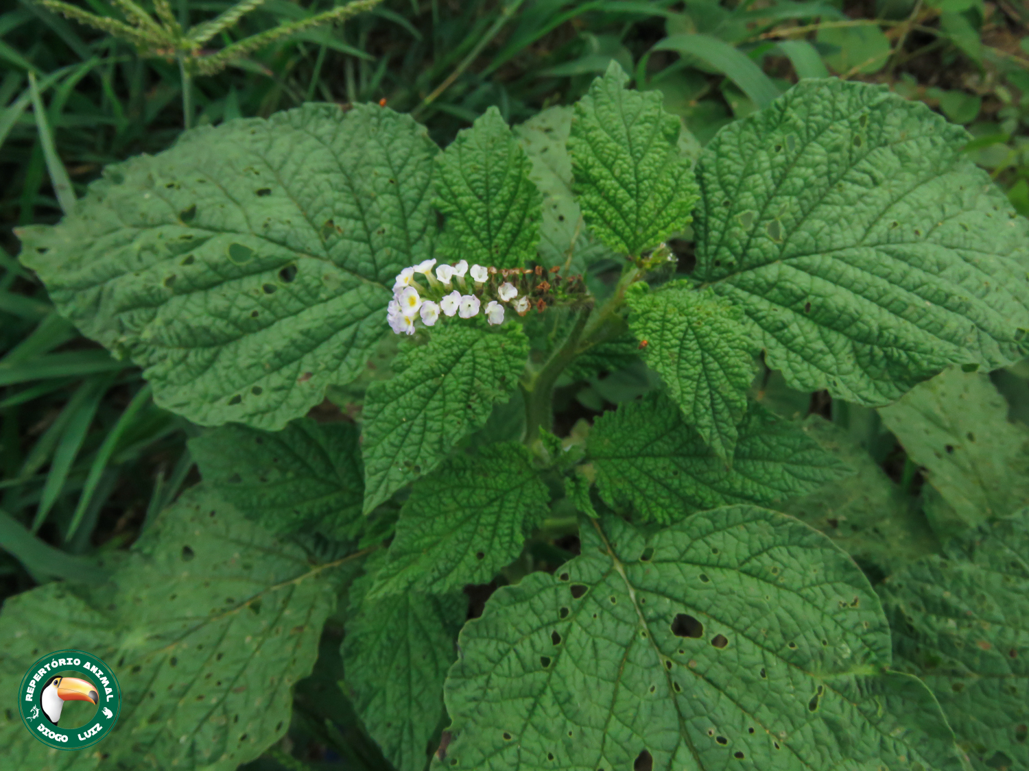 Heliotropium indicum