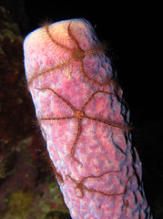 Ophiothrix suensoni
