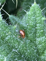 Sphaeroderma testaceum