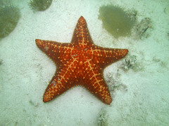 Oreaster reticulatus
