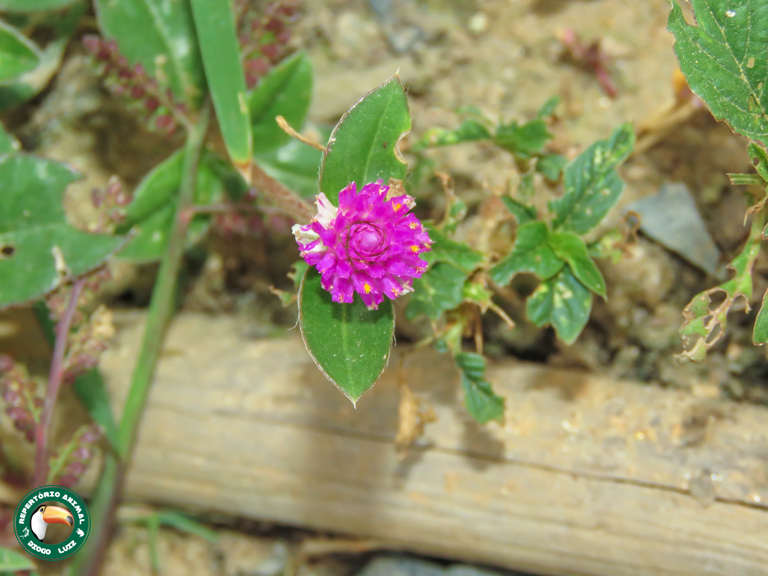 Gomphrena globosa