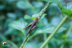 Abracris flavolineata