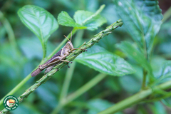Abracris flavolineata