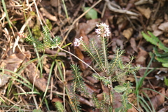 Erica vagans