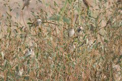 Passer hispaniolensis