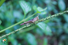 Abracris flavolineata