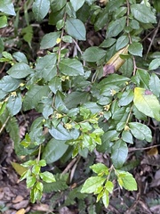 Azara serrata