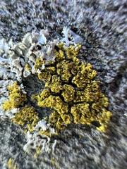 Candelariella efflorescens