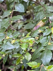 Azara serrata