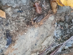 Limacus