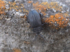 Galeruca extensa